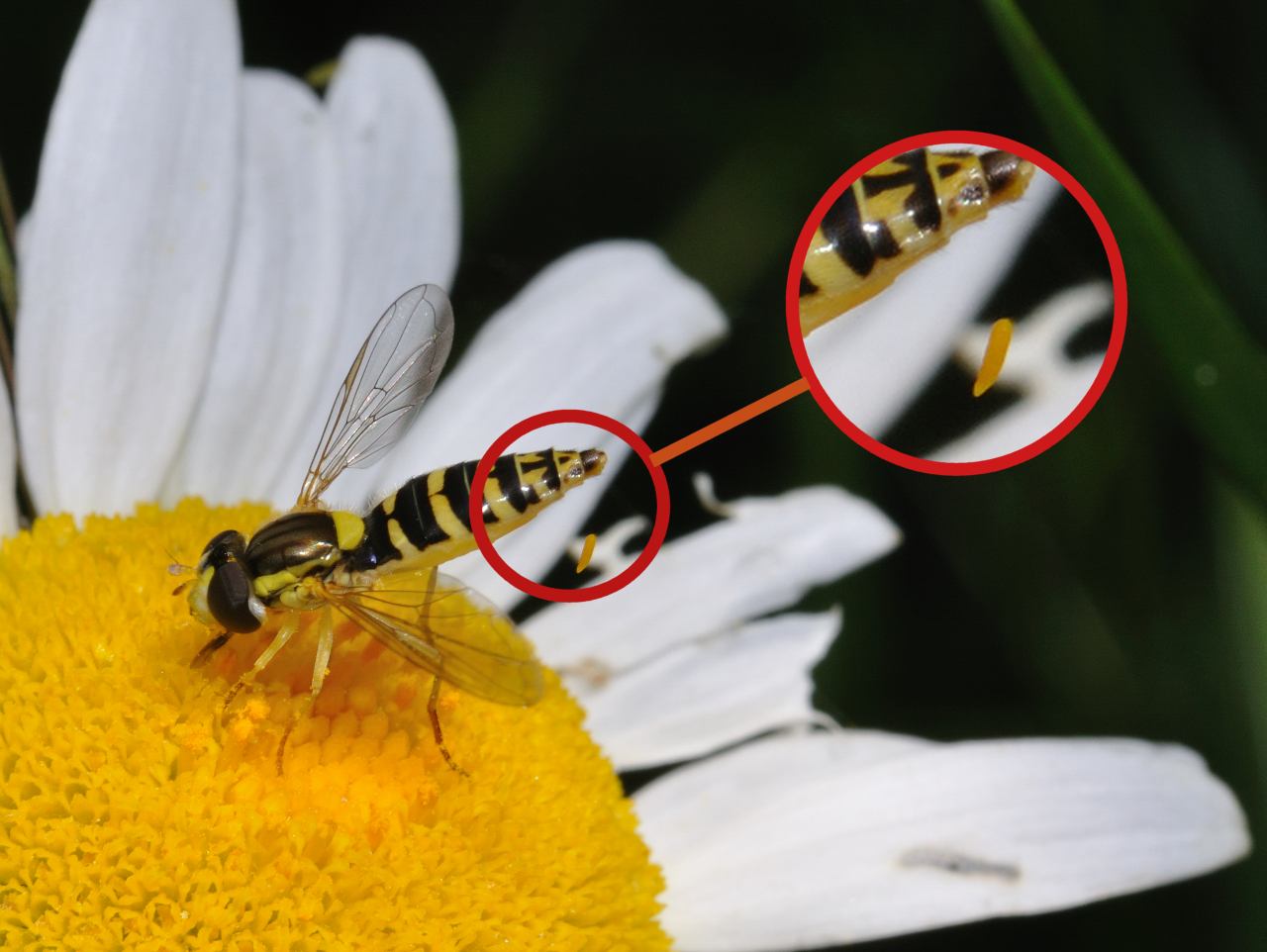 Sphaerophoria scripta femmina